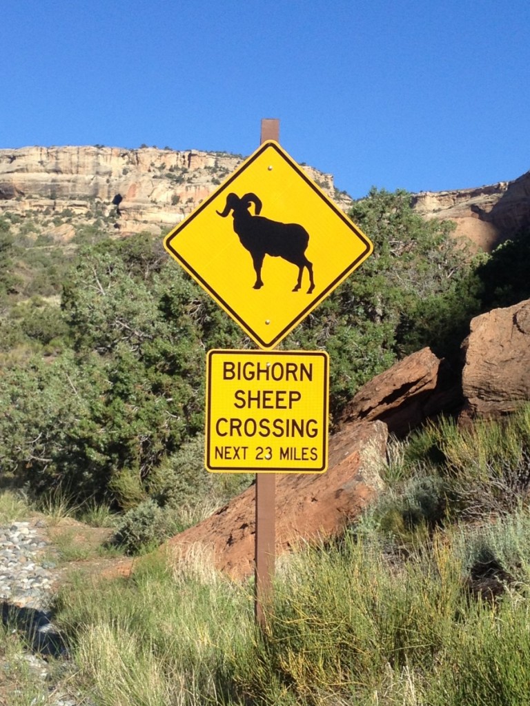 Bighorn Sheep Crossing
